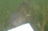 Tench, photographed in Auckland
