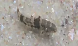 Frillfin Goby, photographed in Rio de Janeiro
