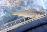 Eastern Silvery Minnow, photographed in New Jersey