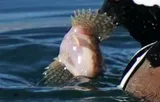 Spoonhead Sculpin, photographed in Alberta