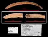 Chestnut Lamprey, photographed in Québec (Prov.)