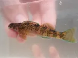 Rock Darter, photographed in Alabama