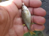 Bitterling
