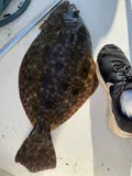 Southern Flounder, photographed in South Carolina