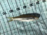 Sacramento Splittail, photographed in California