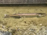 Muskellunge, photographed in New York
