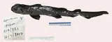 Black Roughscale Catshark
