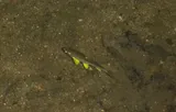 Mountain Redbelly Dace, photographed in Virginia