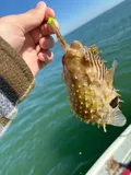 Striped Burrfish, photographed in Florida