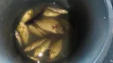 Redbreast Tilapia, photographed in Matabeleland North