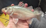 White Perch, photographed in Michigan