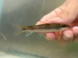 Bigeye Jumprock, photographed in Virginia