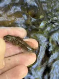 Slimy Sculpin, photographed in New Jersey