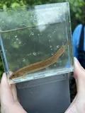 Japanese Weatherfish, photographed in Alabama