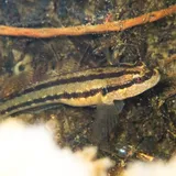Chameleon Goby, photographed in California