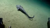 Giant Grenadier