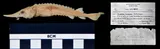 Lake Sturgeon, photographed in Québec (Prov.)