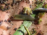 Golden Topminnow, photographed in Florida