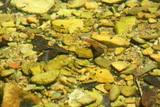 Scarlet Shiner, photographed in Tennessee
