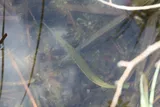 Redfin Needlefish, photographed in Florida