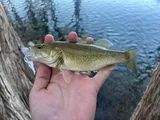 Guadalupe Bass, photographed in Texas