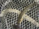 Slenderhead Darter, photographed in Kansas