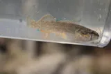 Redspot Darter, photographed in Mississippi