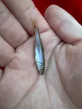 Redside Dace, photographed in Ohio