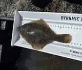 Winter Flounder, photographed in Nova Scotia