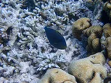 Pinktail Durgon, photographed in Western