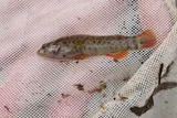 Coppercheek Darter, photographed in Tennessee