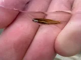 Pygmy Killifish, photographed in Florida
