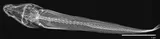 Etheostoma humerale, photographed in Virginia