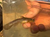Tadpole Madtom, photographed in Missouri