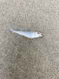Pacific Tomcod, photographed in Oregon