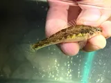 Snubnose Darter, photographed in Tennessee