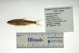 Spottail Shiner, photographed in Illinois