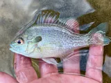 Rio Grande Longear Sunfish, photographed in Texas