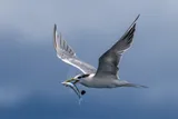Sailfin Flyingfish