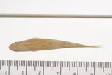 Umpqua Chub, photographed in Oregon