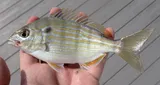 Pinfish, photographed in Florida