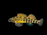 Coosa Darter, photographed in Tennessee