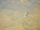 Stone Darter, photographed in Tennessee
