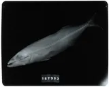 American Sackfish