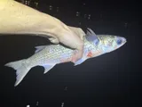 Black Mullet, photographed in Florida