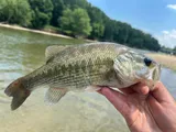 Spotted Bass, photographed in Ohio