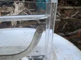 American Brook Lamprey, photographed in Ontario