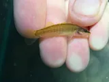 Sharphead Darter, photographed in Tennessee