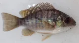 Greenheaded Bream, photographed in North-West