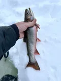 Brook Trout, photographed in Ontario